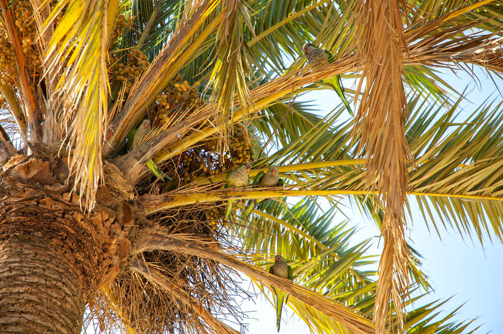 Monk parakeets on the palm tree